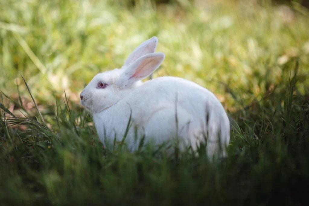 Do Wild Rabbits Have Babies in the Winter? (And Why!) Born For Pets