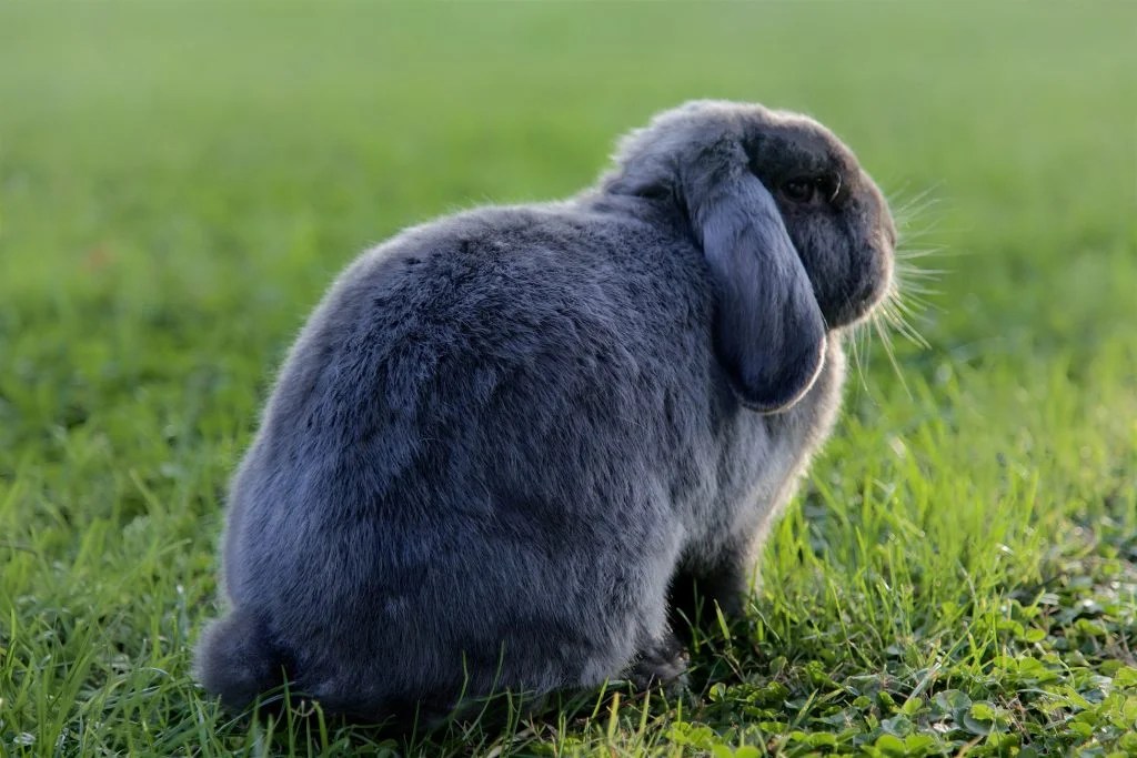 How To Clean Rabbit Poop Off Grass (And What To Use!) Born For Pets
