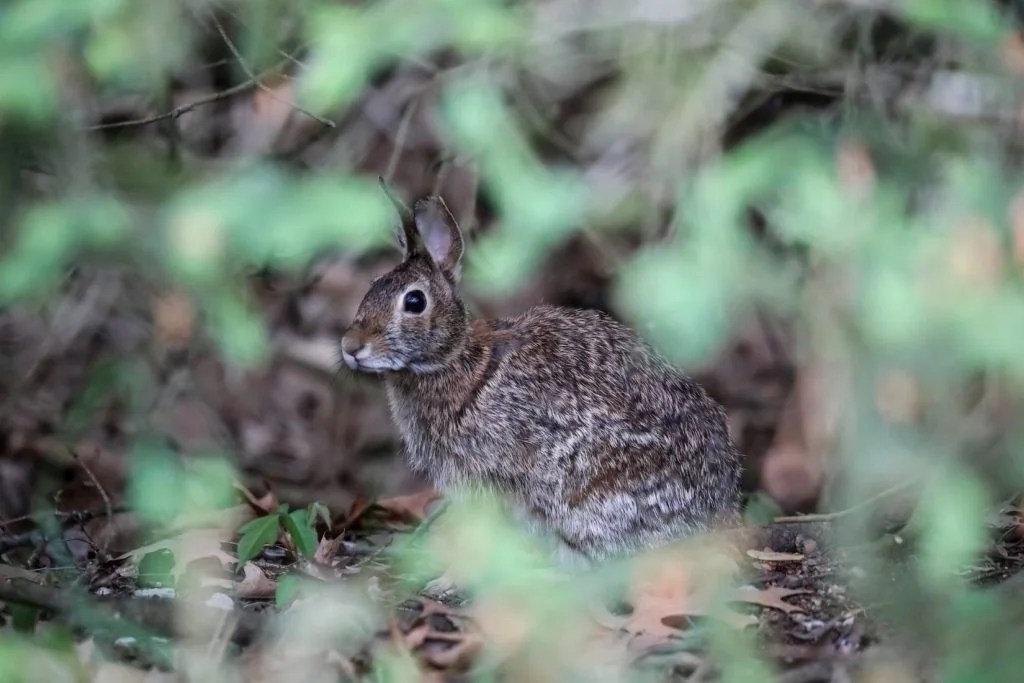 Why Do Rabbits Dig Holes Then Fill Them In? (And How!) Born For Pets