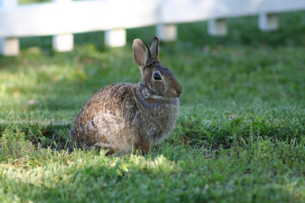 How Do Baby Rabbits Breathe Underground? Born For Pets