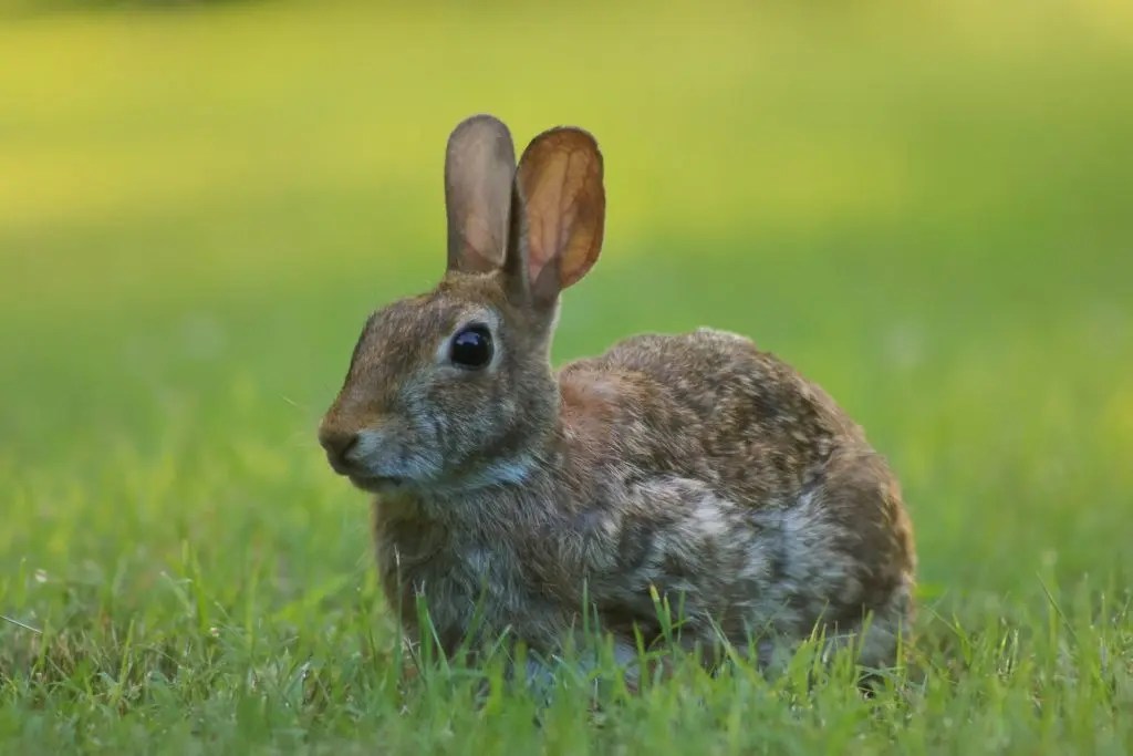 Can Rabbits Eat Coconut Oil? (And Why Not!) Born For Pets