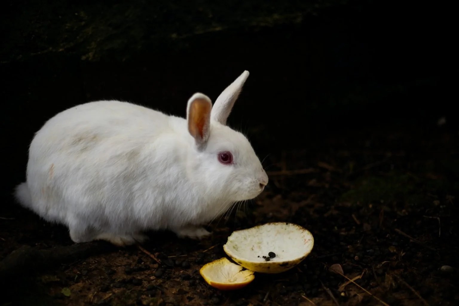 Do Female Rabbits Bleed When In Heat? Born For Pets