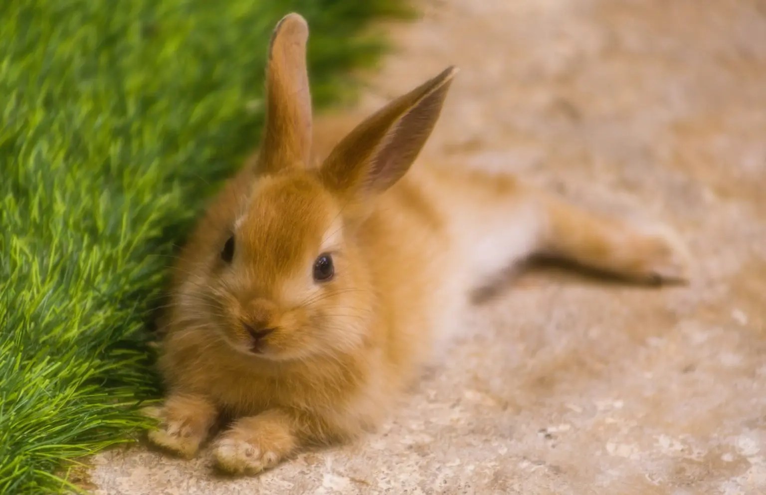 Can Rabbits Drink Alcohol? (And Why Not!) Born For Pets