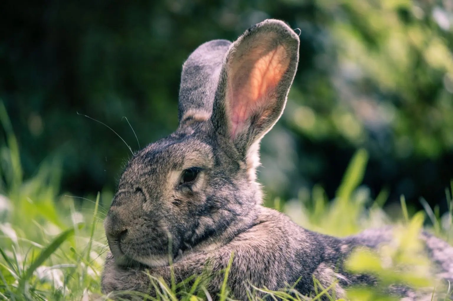 Do Rabbits Make Noise When Giving Birth? (And Which One!) Born For Pets