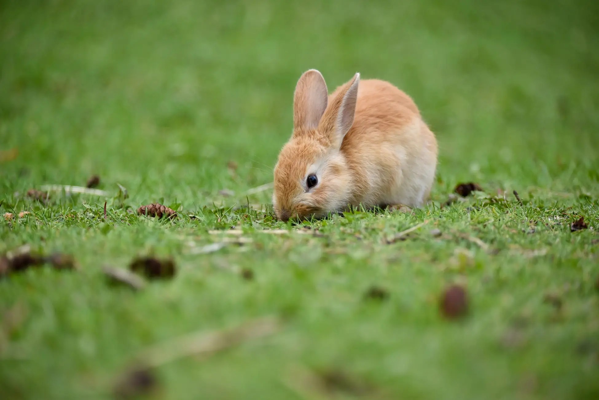 Can You Litter Train an Unspayed Rabbit? (And How!) Born For Pets