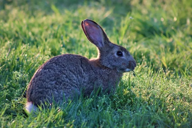When Do Pregnant Rabbits Start Nesting? (And How!) Born For Pets