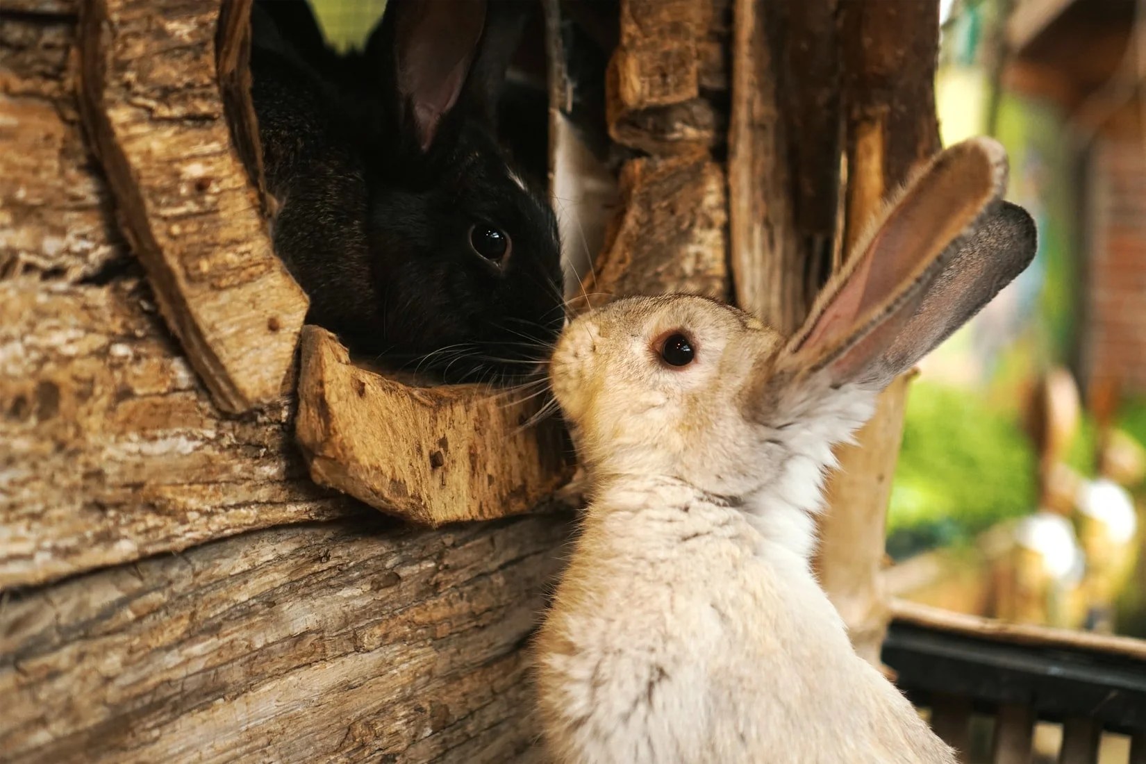 How Do I Know If My Rabbits Are Mating? (And What To Look For!) Born