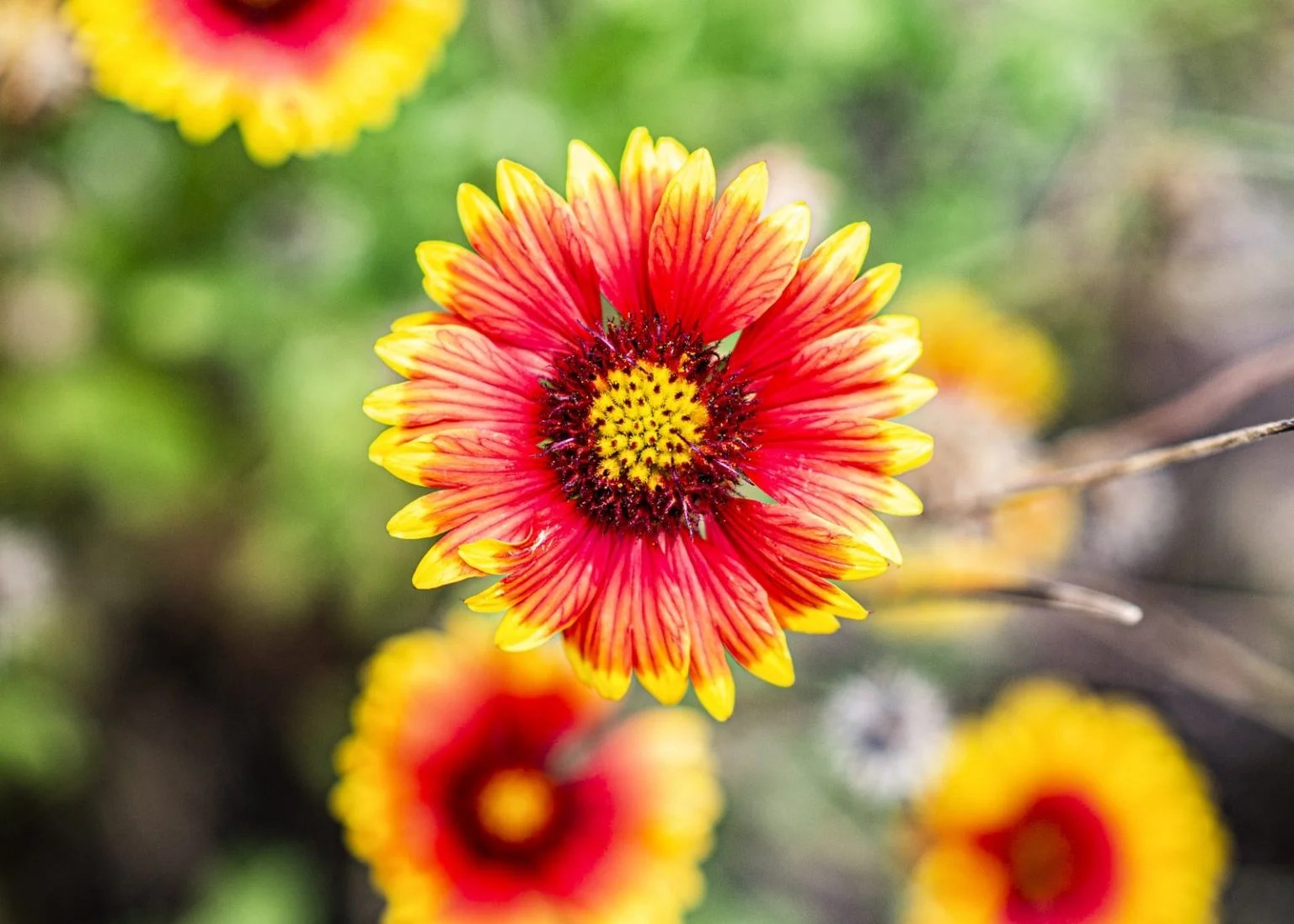 Do Rabbits Eat Zinnias? (And Why!) Born For Pets