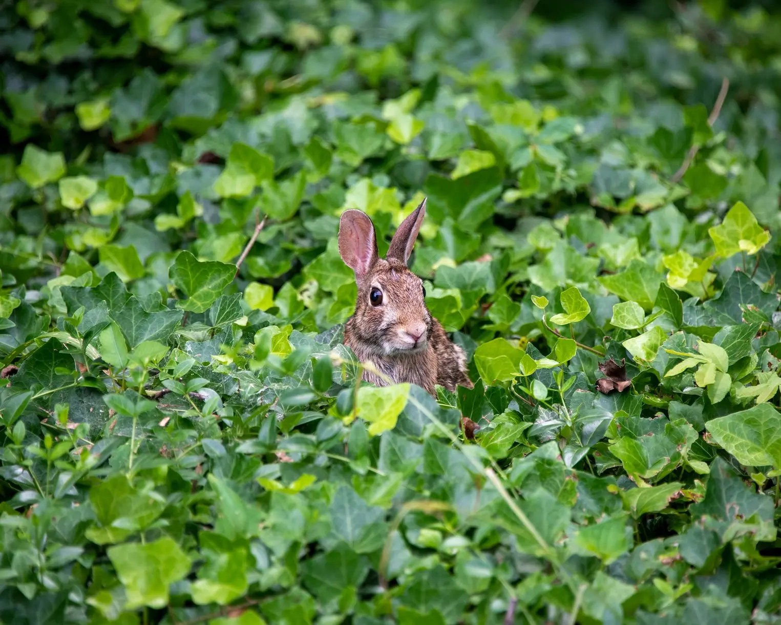 Can Rabbits Eat Rye Grass? (And Why!) Born For Pets