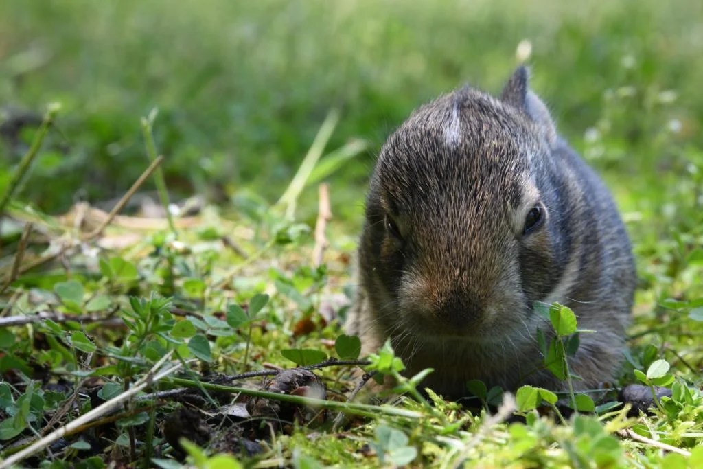 Why Do Rabbits Dig Holes Then Fill Them In? (And How!) Born For Pets