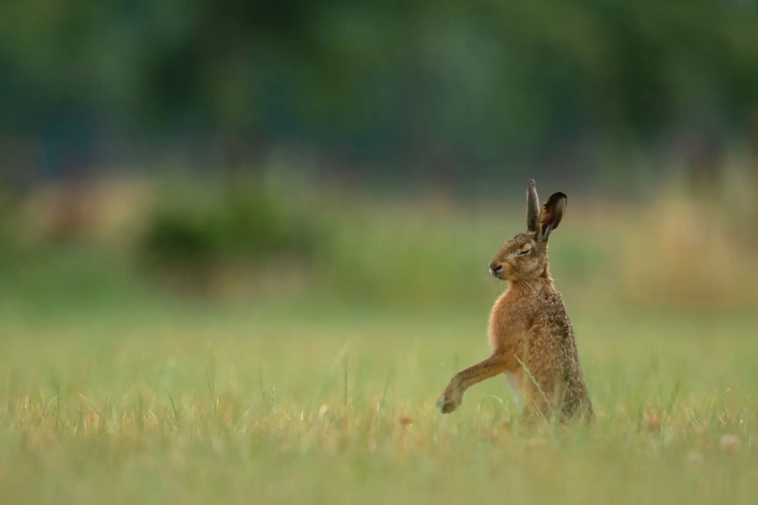 Do Female Rabbits Bleed When In Heat? Born For Pets