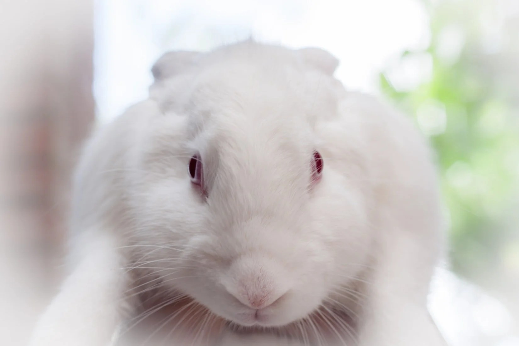 Do Apartments Allow Rabbits? (And Why!) Born For Pets