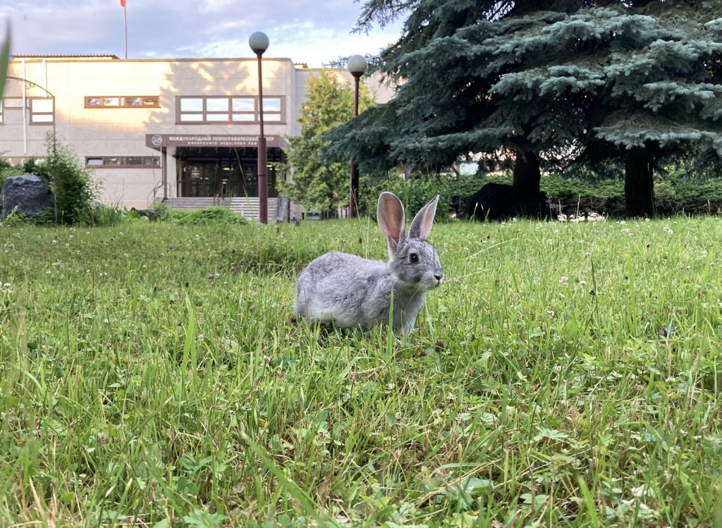 Why Does My Rabbit Flip His Food Bowl? (And Which One To Buy!) Born