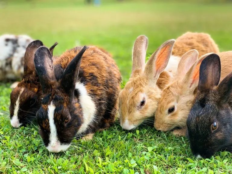 Can You Litter Train an Unspayed Rabbit? (And How!) Born For Pets