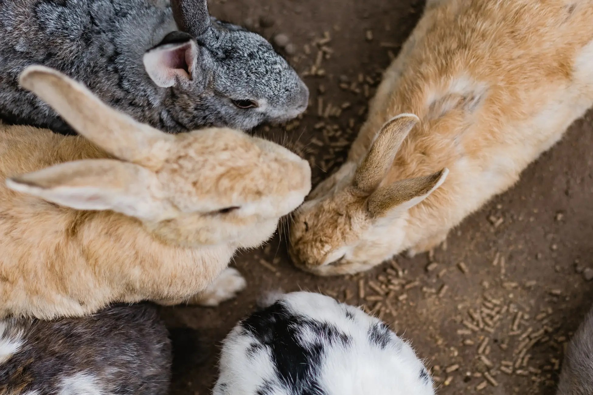 Are Rabbits Low Maintenance? (And Why or Why Not!) Born For Pets