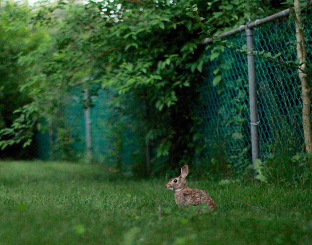 When Do Pregnant Rabbits Start Nesting? (And How!) Born For Pets
