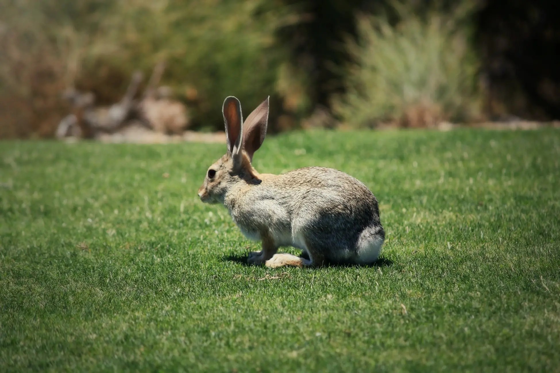 Can Rabbits Eat Radicchio? Born For Pets