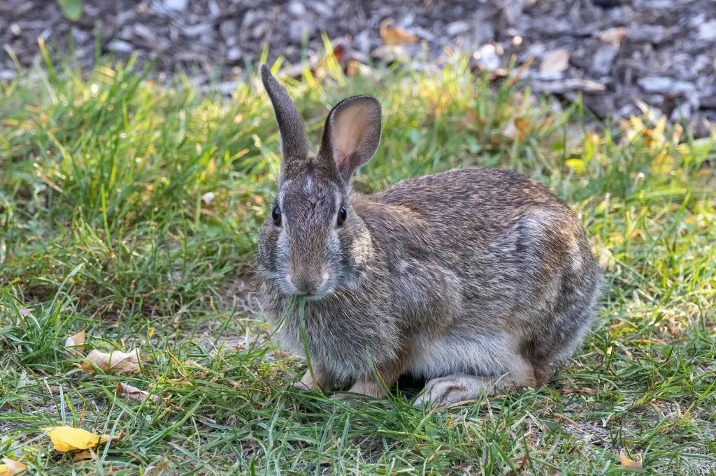 Can Rabbits Eat Lambs Lettuce? Born For Pets