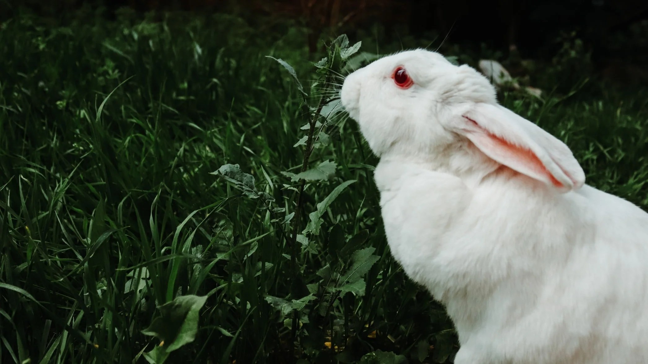 Do Rabbits Die Easily? (And How!) Born For Pets