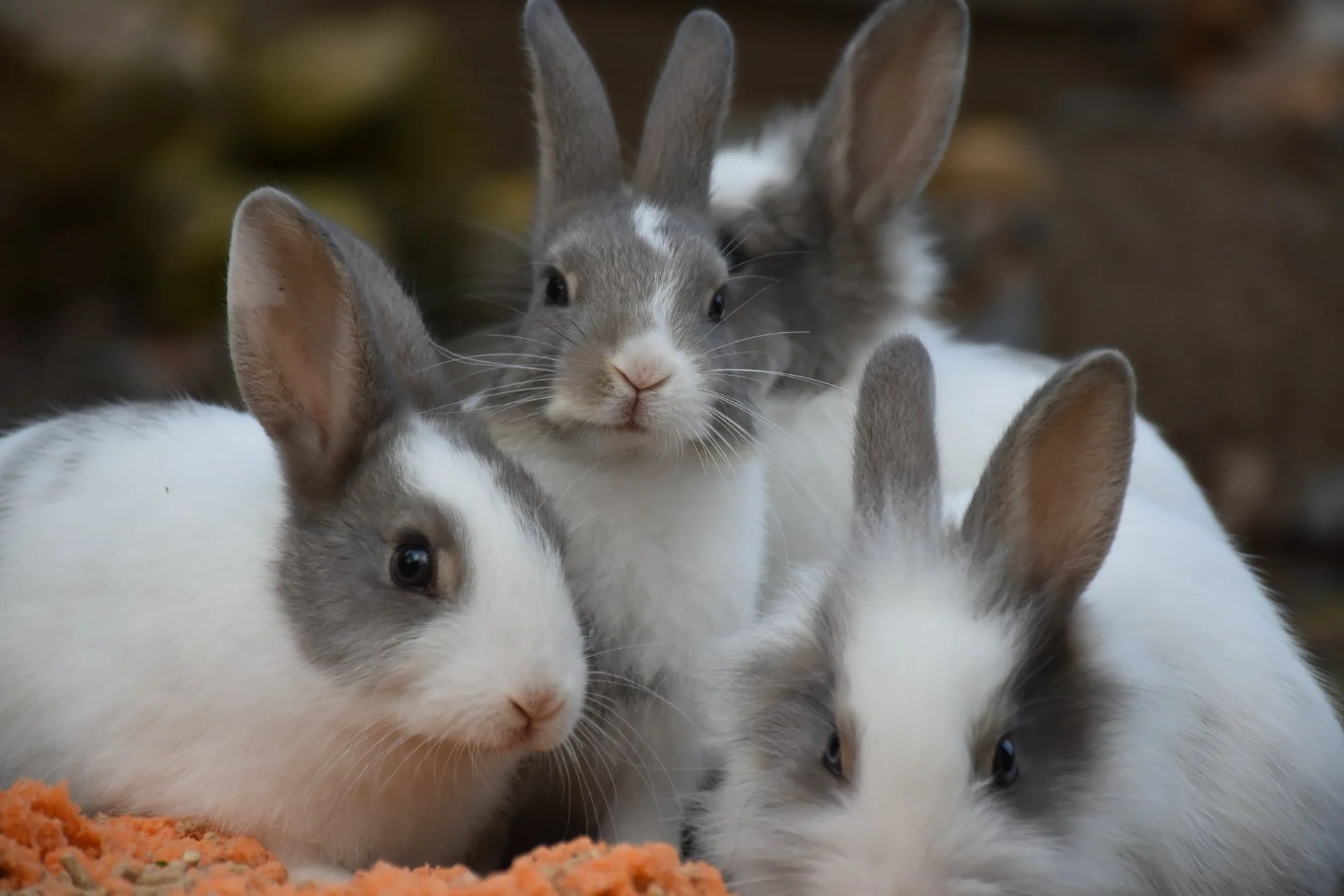 Can Rabbits Eat Sugar Snap Peas? (And Why!) Born For Pets