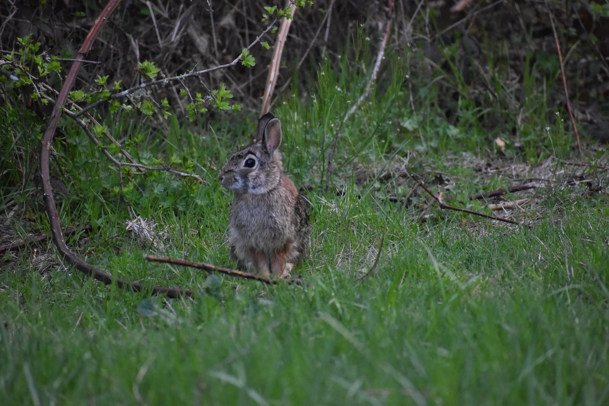 Can Rabbits Eat Rye Grass? (And Why!) Born For Pets