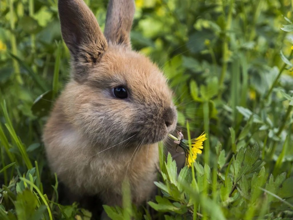 Do Wild Rabbits Have Babies in the Winter? (And Why!) Born For Pets