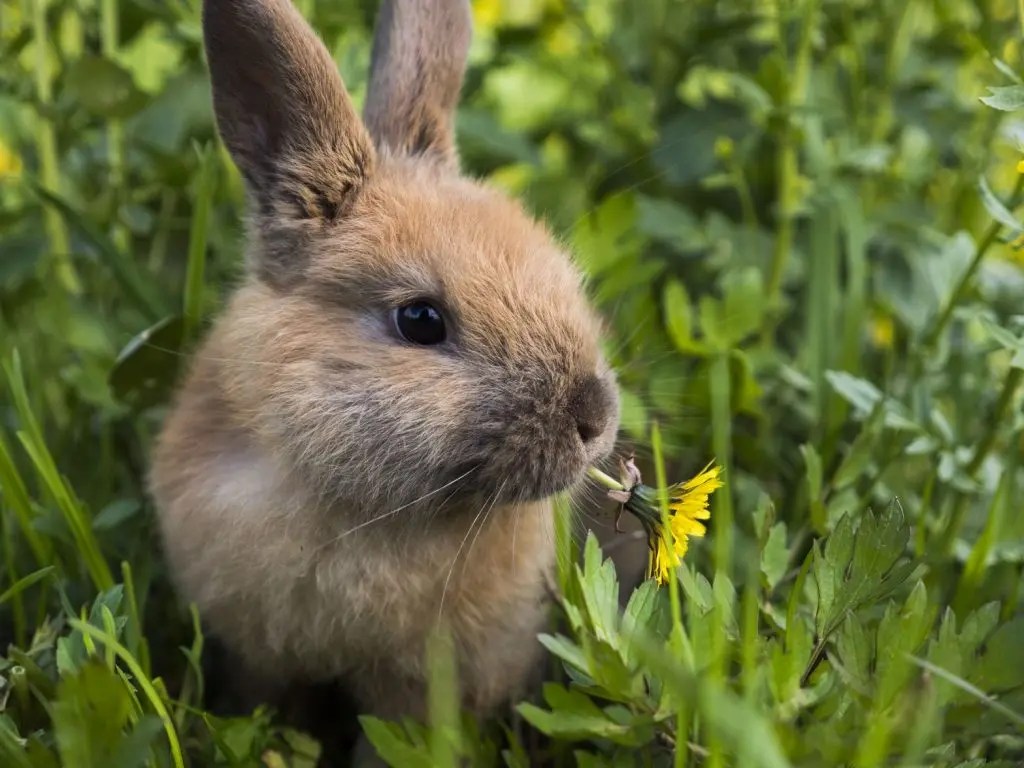 Do Wild Rabbits Have Babies in the Winter? (And Why