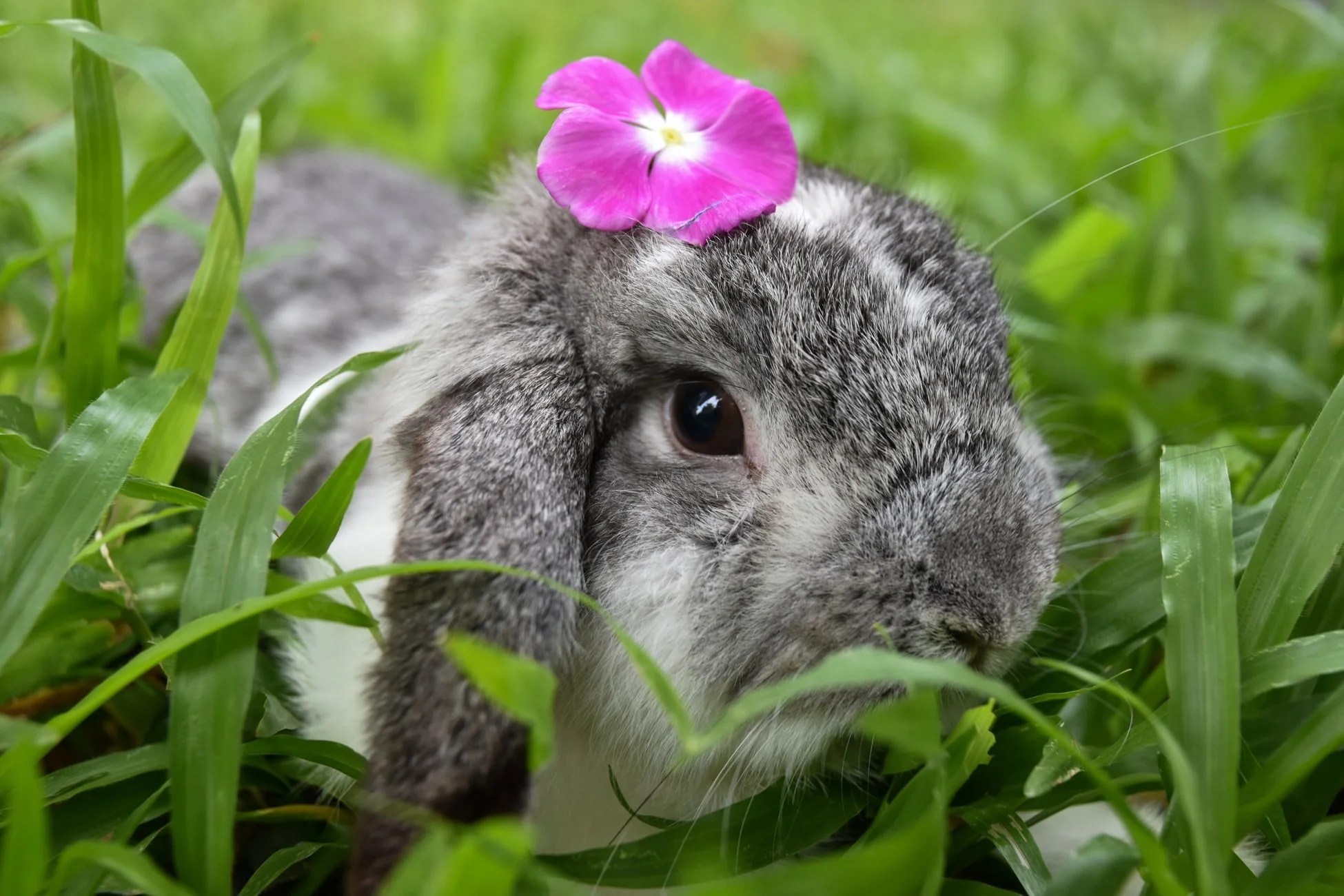 Are Pine Pellets Safe For Rabbits? (And Which Ones!) Born For Pets