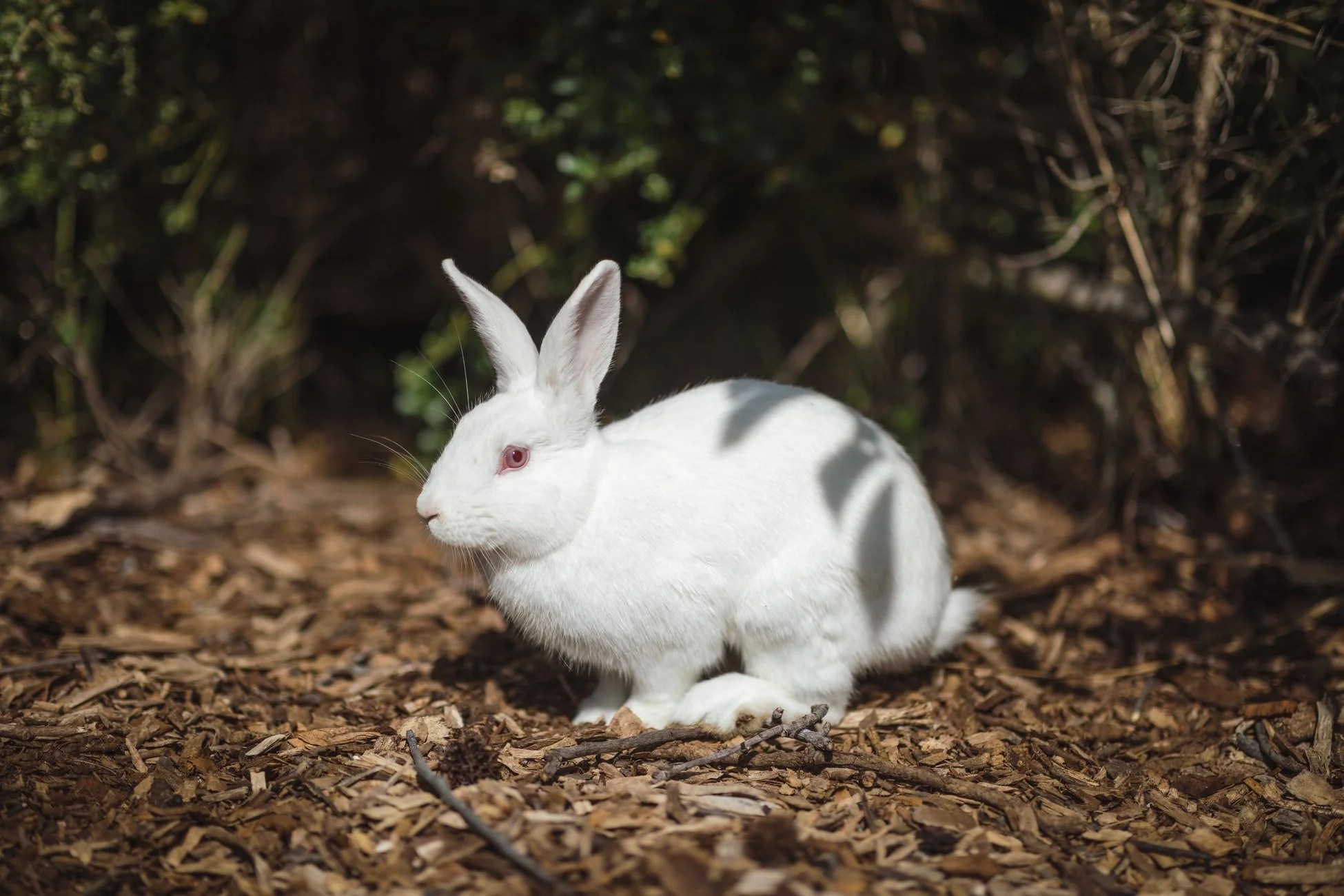 How Do Baby Rabbits Breathe Underground? Born For Pets