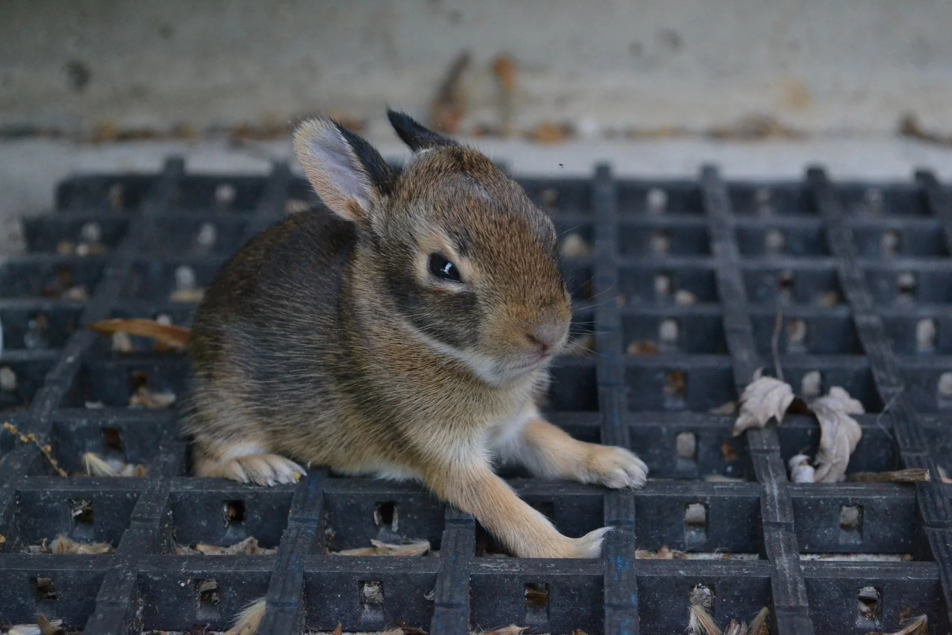 Do Female Rabbits Bleed When In Heat? Born For Pets