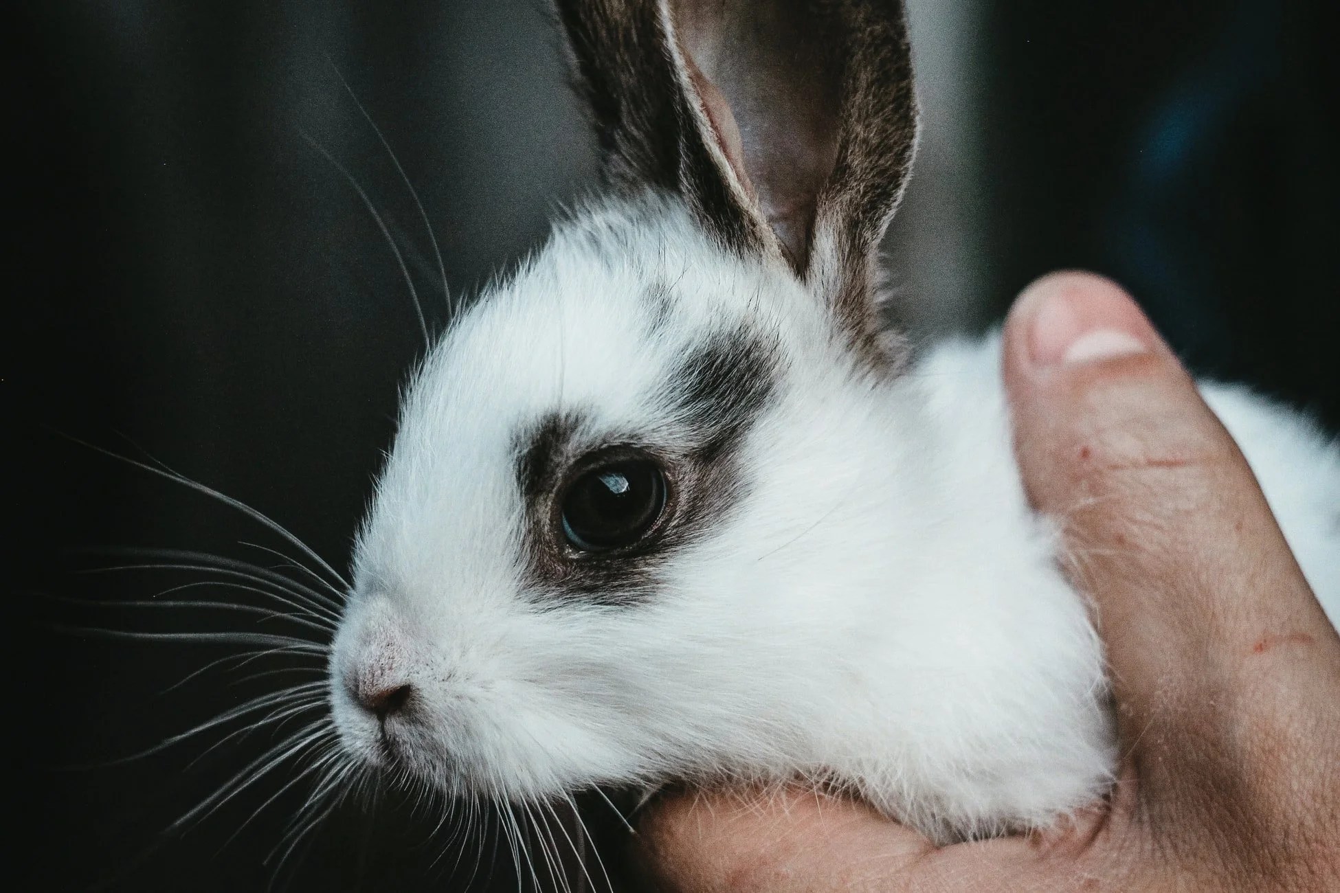 Is Cedar Safe For Rabbits To Chew? Born For Pets