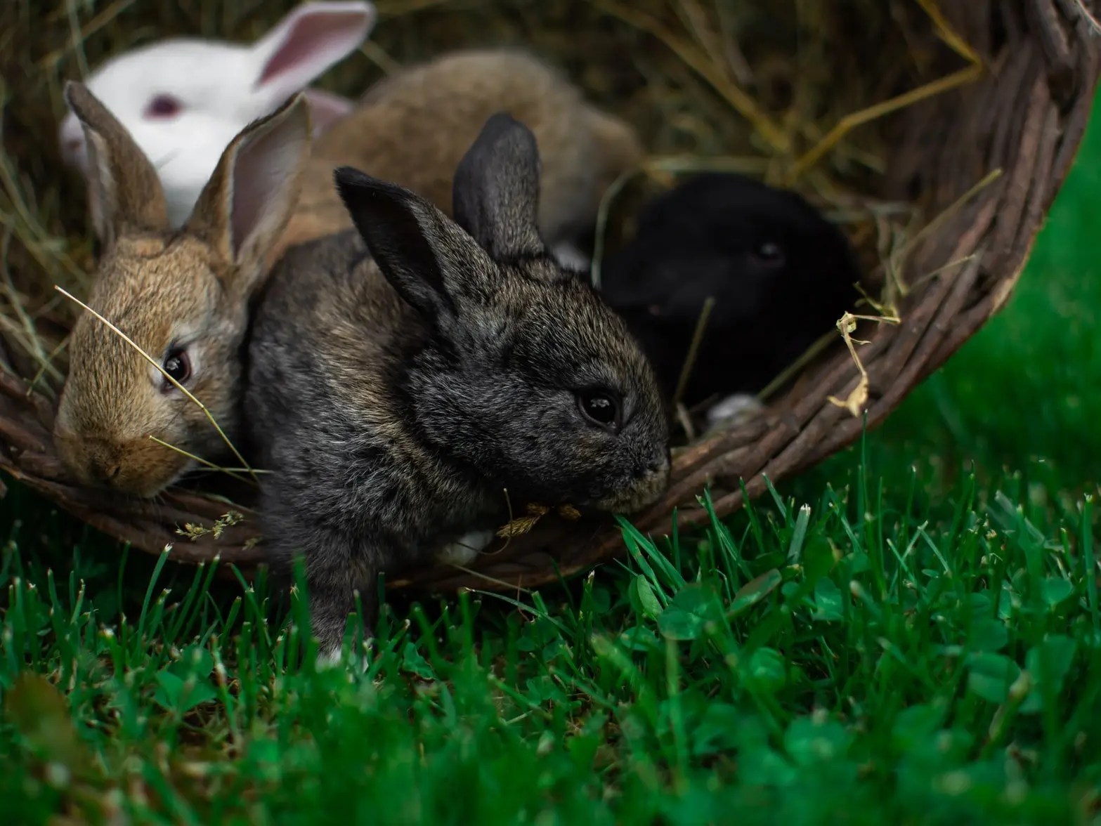 Do Rabbits Make Noise When Giving Birth? (And Which One!) Born For Pets