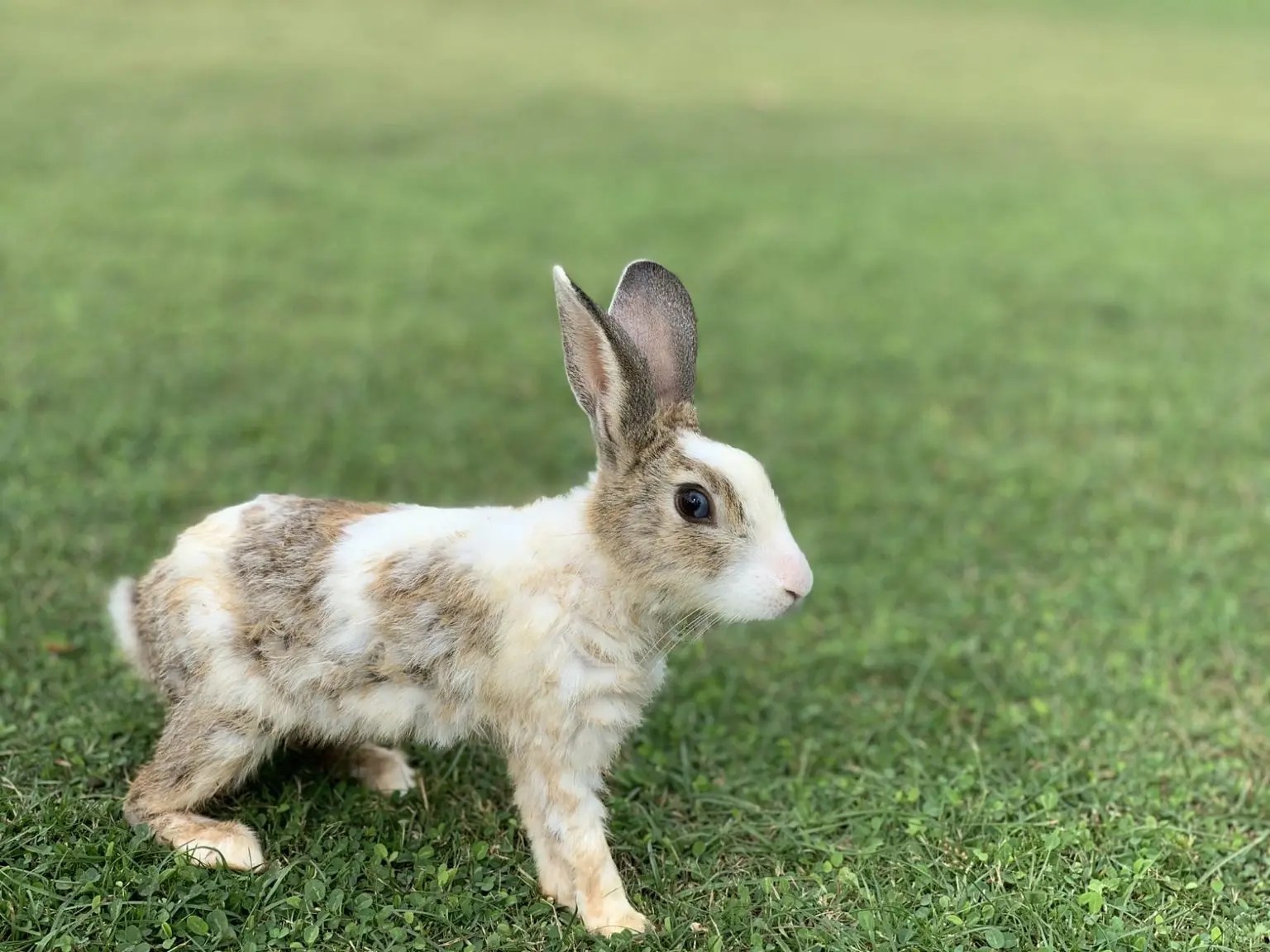 Can You Litter Train an Unspayed Rabbit? (And How!) Born For Pets