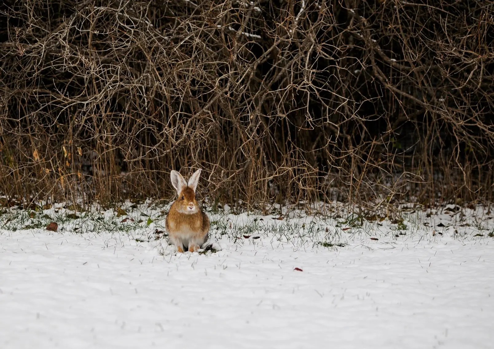 Are Rabbits Low Maintenance? (And Why or Why Not!) Born Are Rabbits Low Maintenance? (And Why or Why Not!) Born