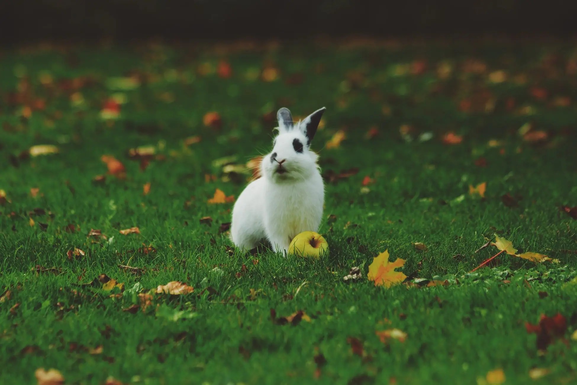 Can Rabbits Eat Red Chard? Born For Pets