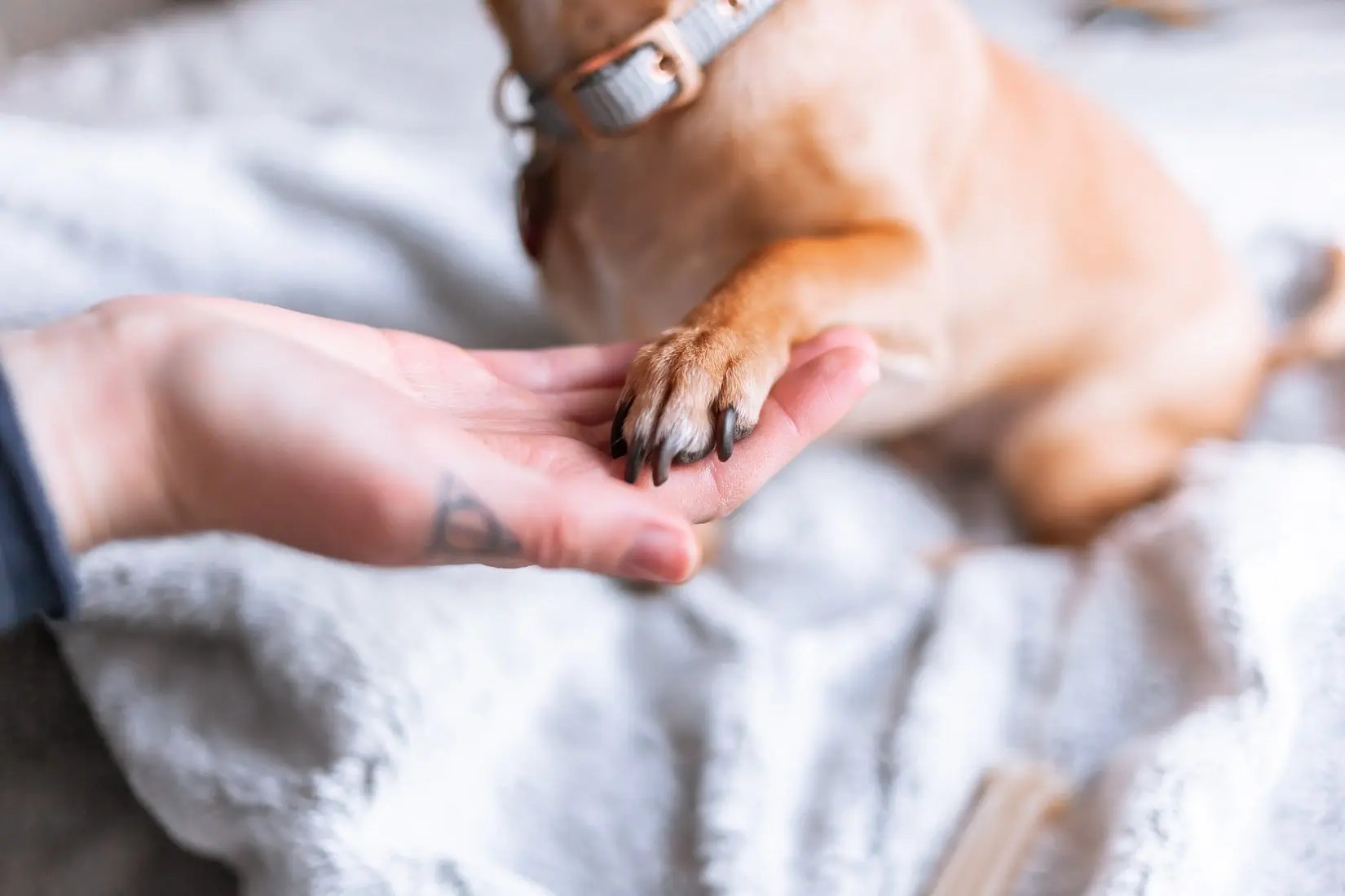 How To Prevent Dog Feet From Smelling Like Corn Chips (And What To Use