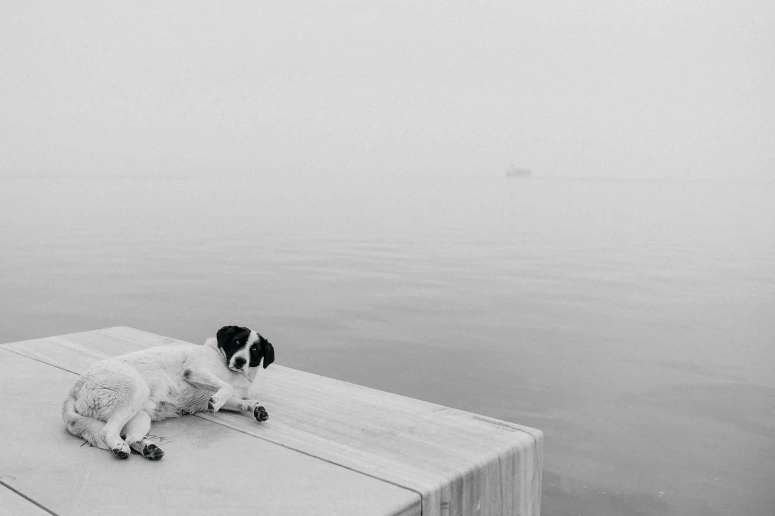 Is Camphor Safe For Dogs To Inhale? Born For Pets