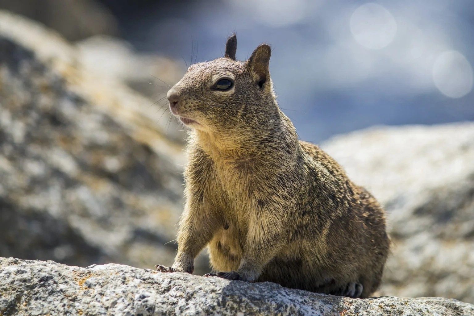 Do Squirrels Eat Dog Poop? Born For Pets