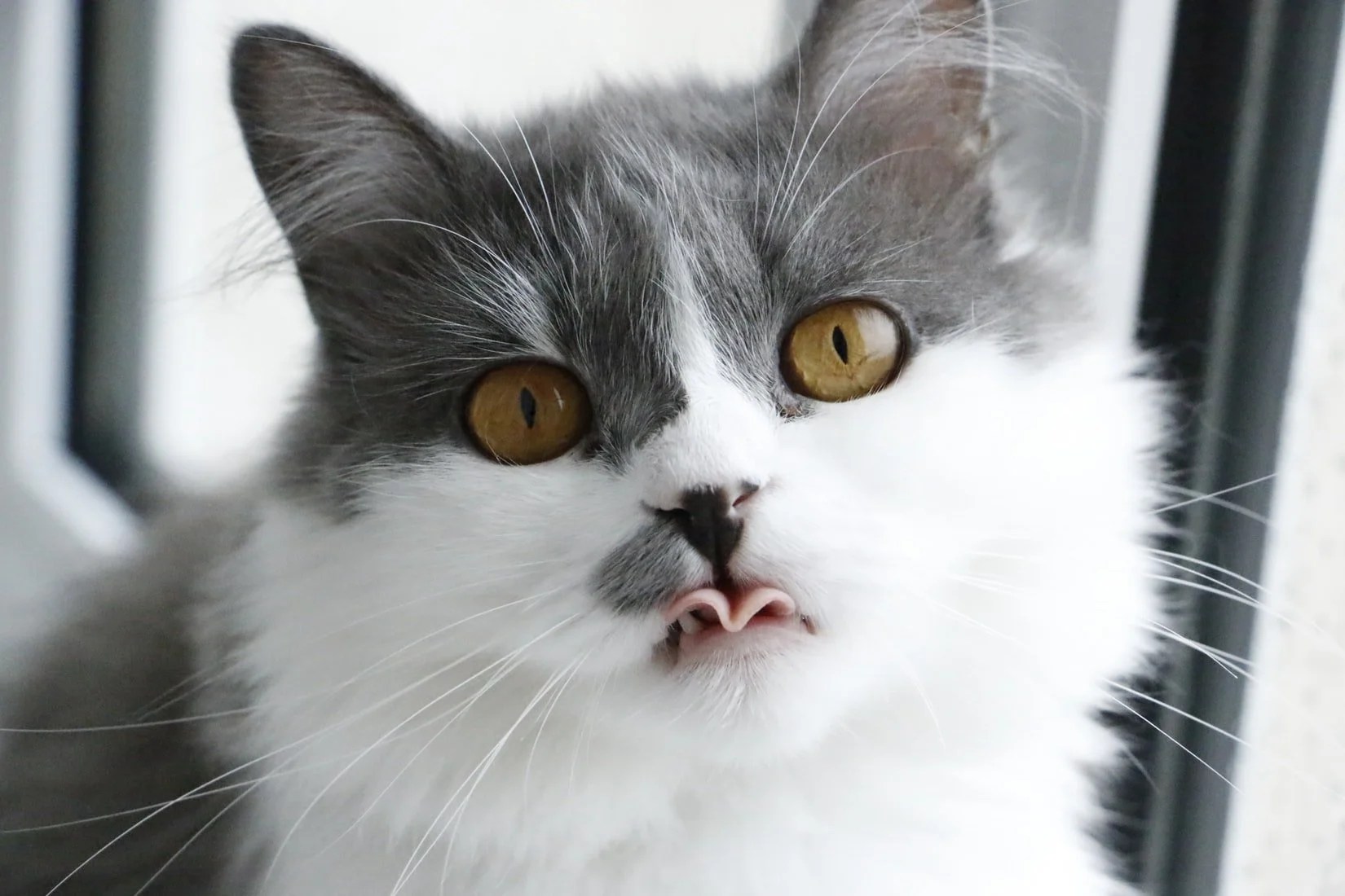 Why Is My Cat Drooling And Not Eating? (Thoroughly Explained!) Born