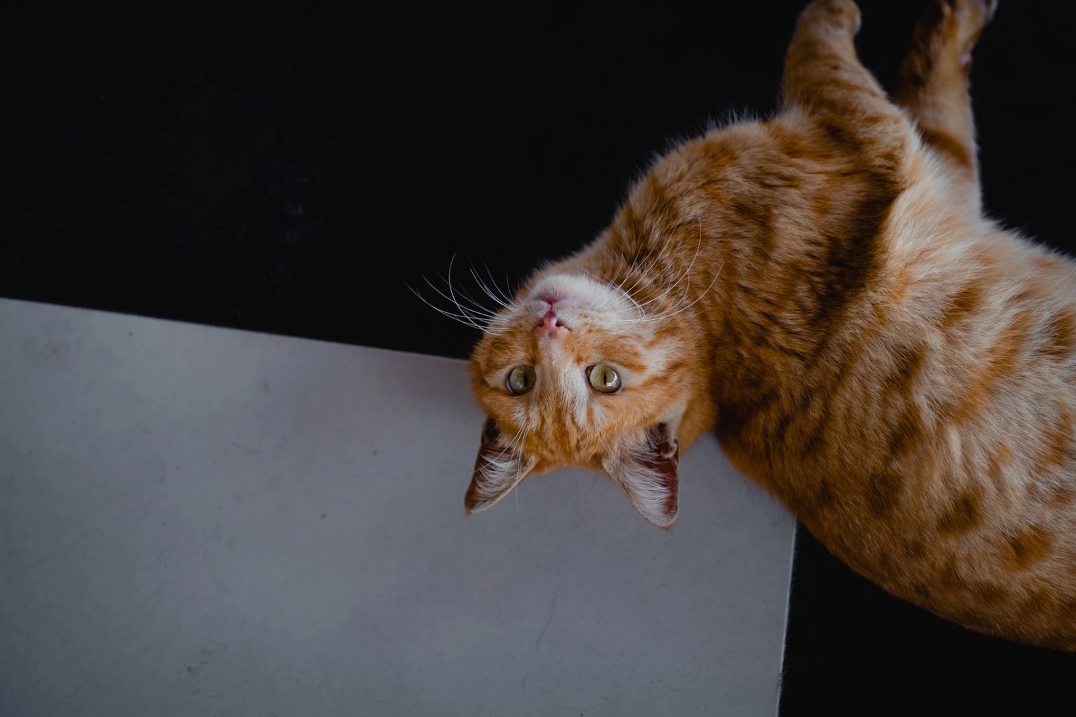 Does Wet Cat Food Need To Be Refrigerated? Born For Pets