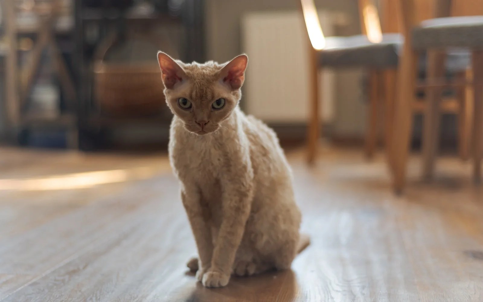 Why Is Cat Litter So Expensive? Born For Pets