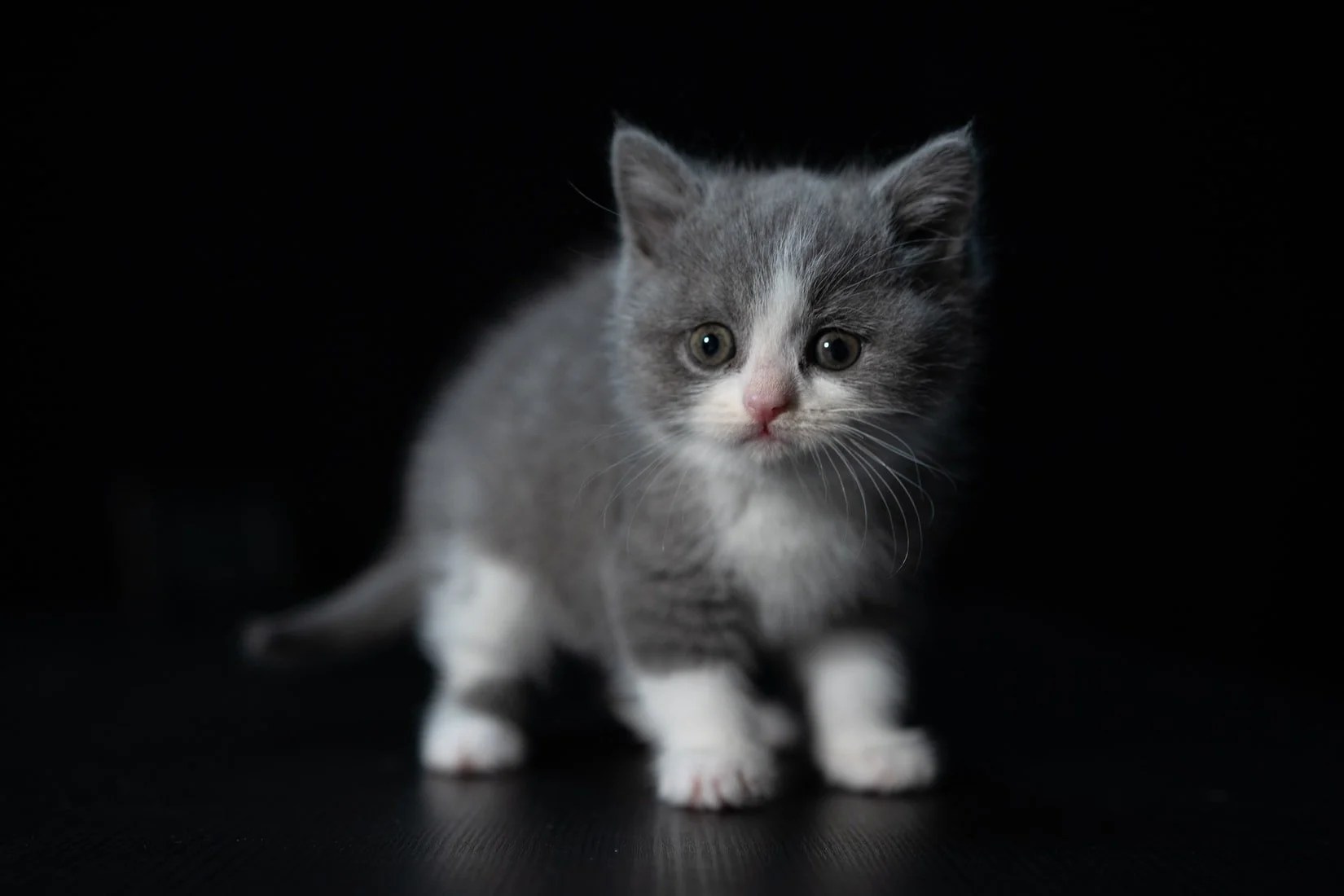 How Often Should A 4 Week Old Kitten Poop? Born For Pets