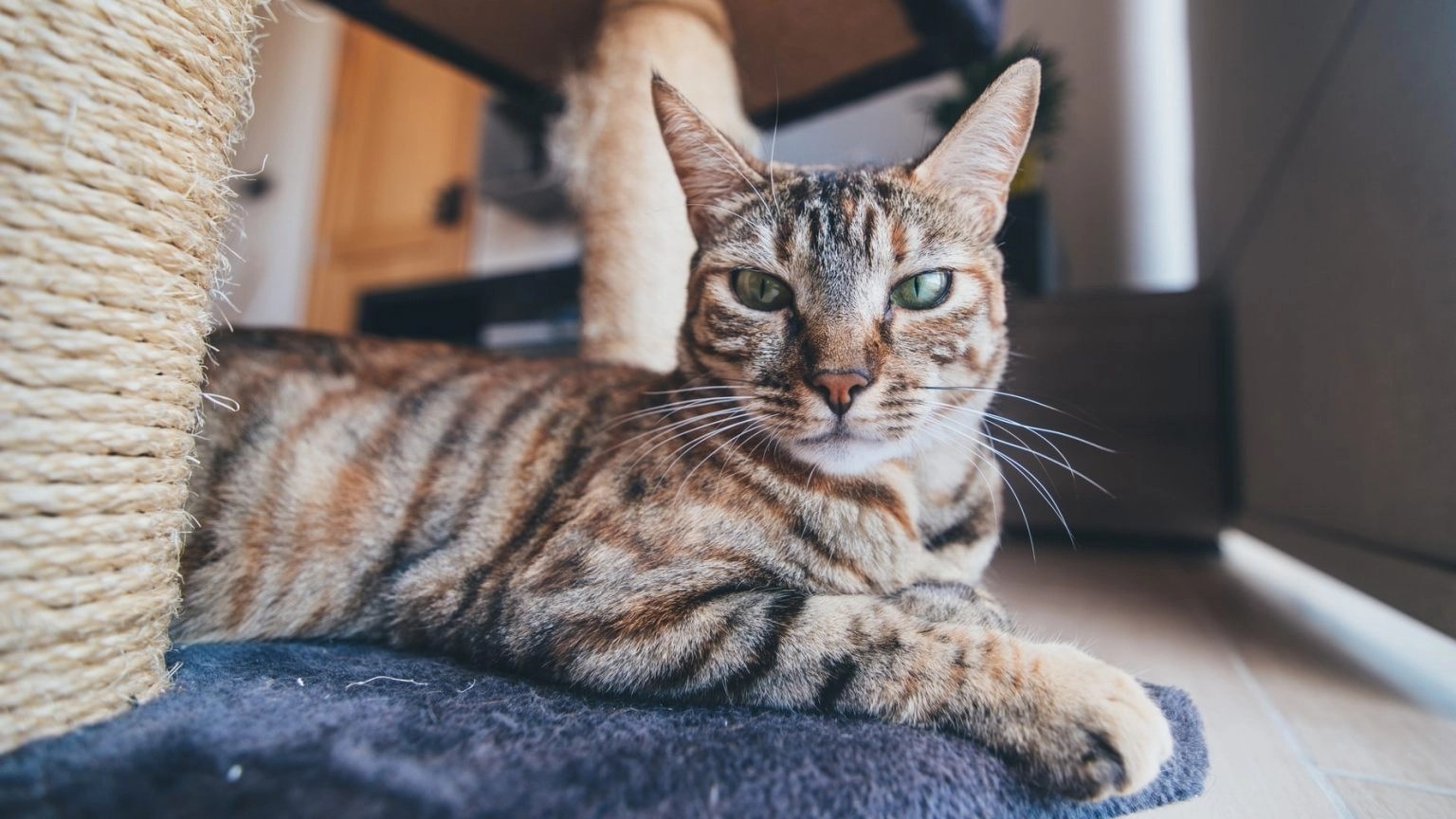 Is It Cat Dandruff Or Flea Eggs? (And What To Look For