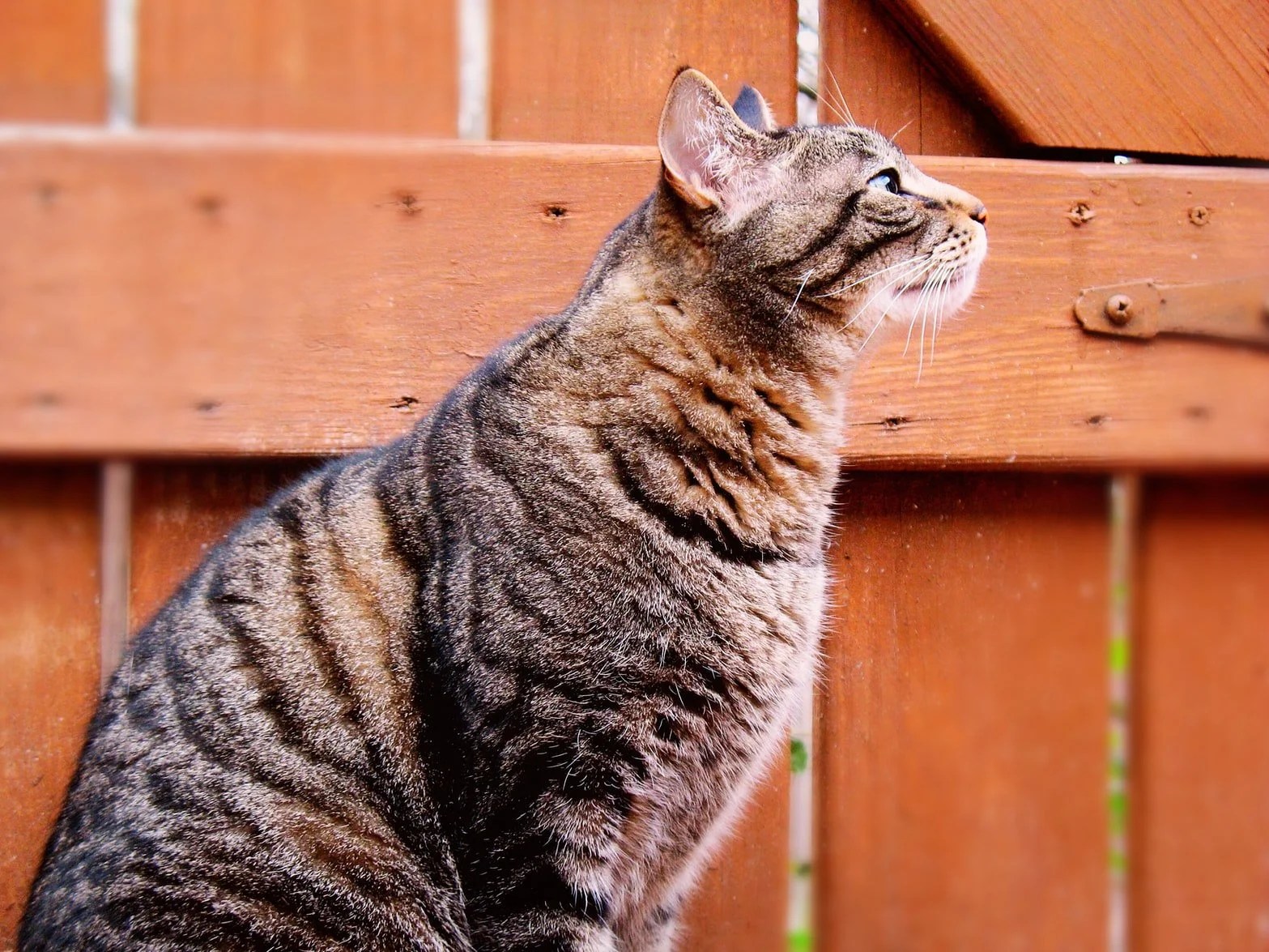 How To Train An Outdoor Cat To Stay Home (And What Works Best!) Born