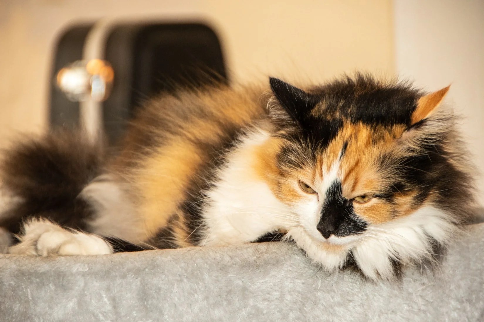 Do Cats Get Pregnant Every Time They Mate? Born For Pets