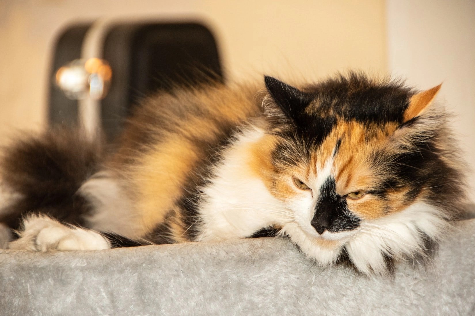 Do Cats Get Pregnant Every Time They Mate? Born For Pets