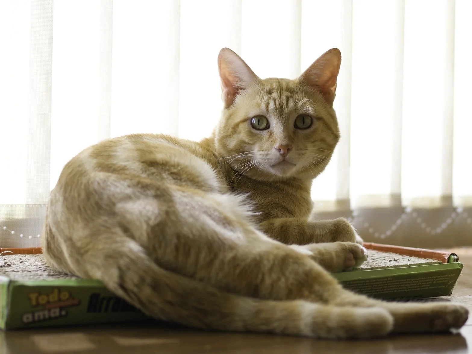 Do Cats Eat Mice Whole? (And Why!) Born For Pets