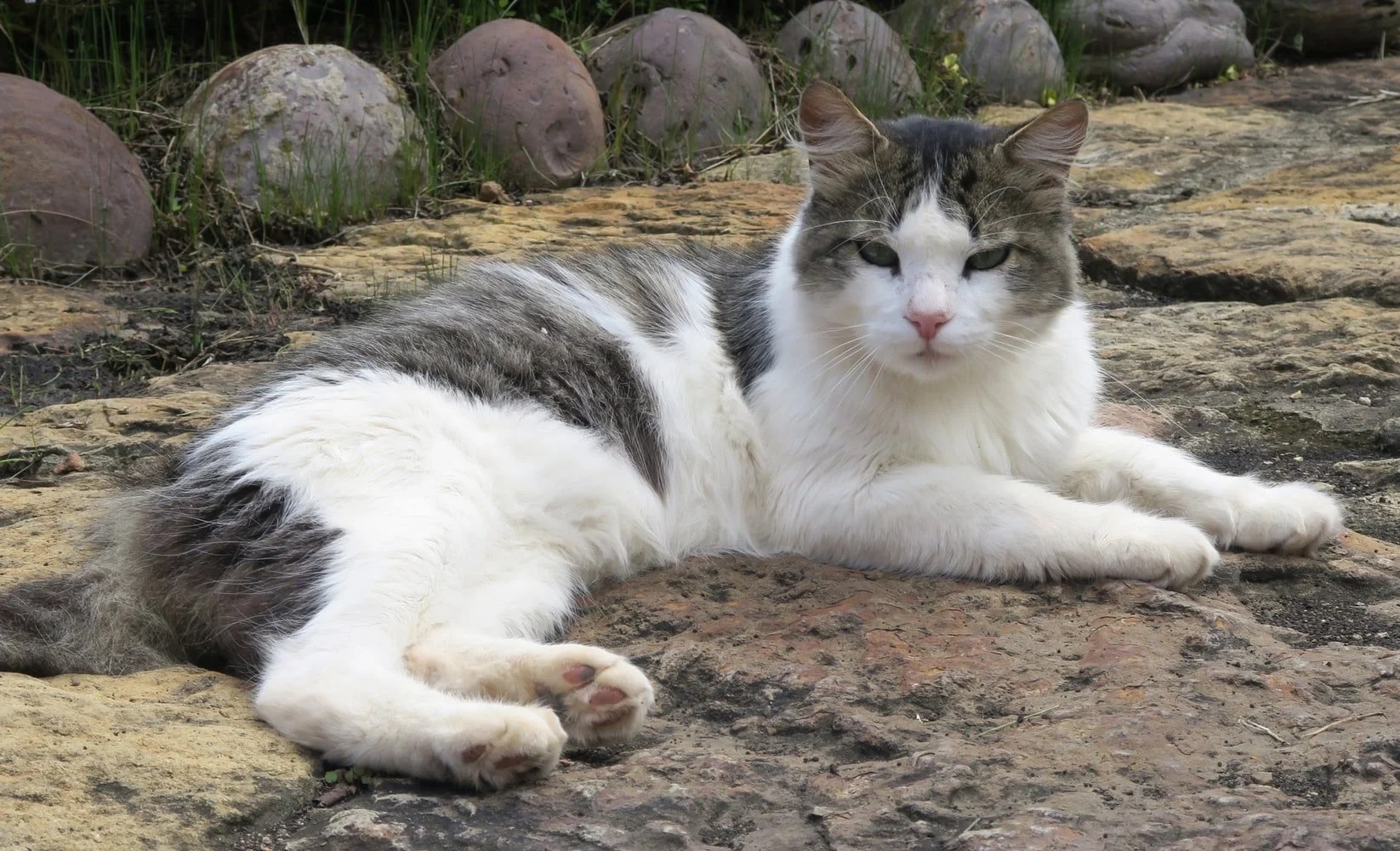 Do Cats Know They Are Cats? (Solved) Born For Pets