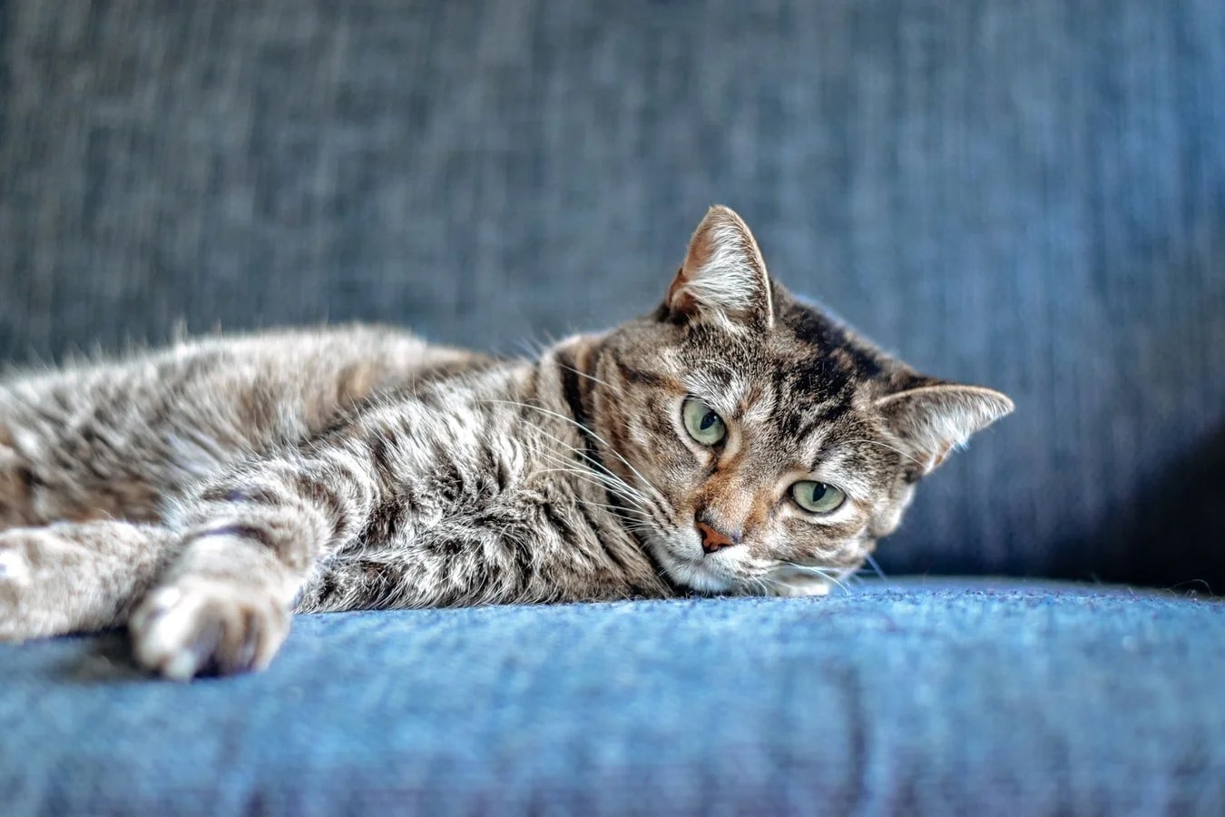 Why Is Cat Not Eating After Giving Birth? (Solved) Born For Pets