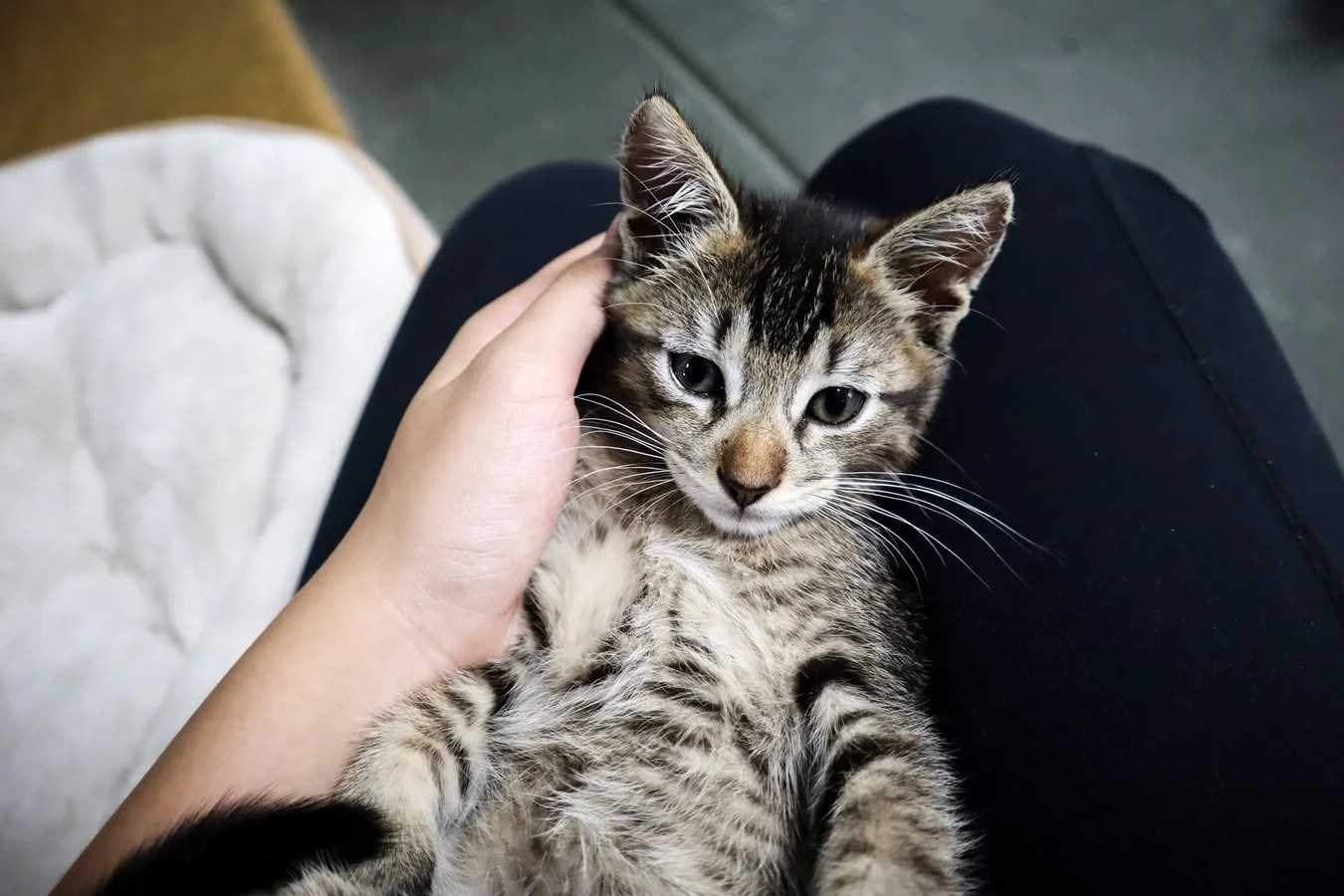 Introducing Two Kittens From Different Litters (Helpful Tips!) Born